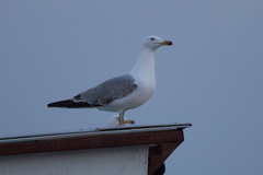 Larus michahellis