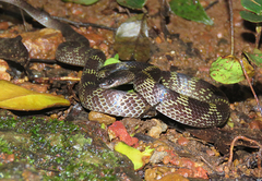 Lycodon travancoricus