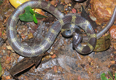 Lycodon travancoricus