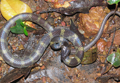 Lycodon travancoricus