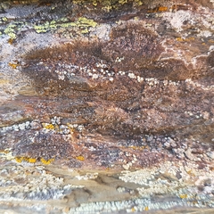 Protoparmelia montagnei