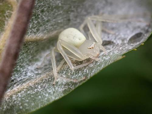 American Green Crab Spider