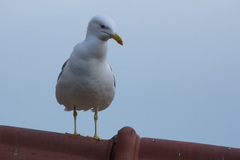 Larus michahellis