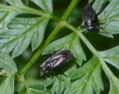 Irbisia californica
