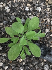 Salvia sonomensis