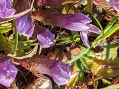 Gentianella anisodonta