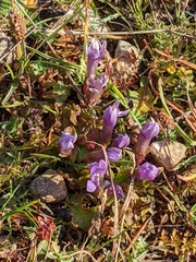 Gentianella anisodonta