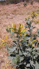 Nicotiana glauca