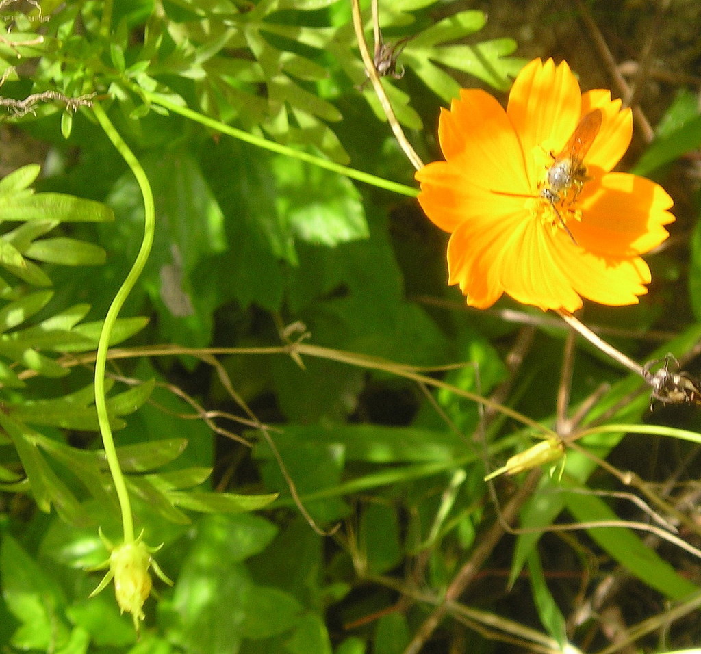 cempasúchil, flor de muerto (Guía de Naturaleza, La Campana) · iNaturalist