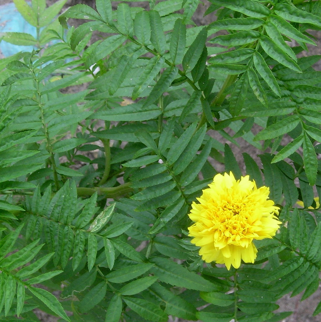 cempasúchil, flor de muerto (Guía de Naturaleza, La Campana) · iNaturalist