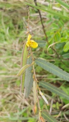 Chamaecrista capensis