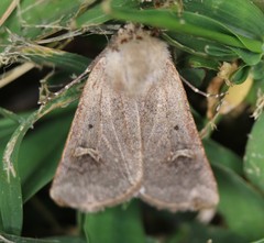 Eucoptocnemis fimbriaris