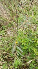 Chamaecrista capensis
