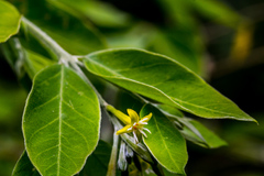 Englerodaphne ovalifolia