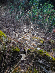 Smyrnium connatum