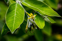 Englerodaphne ovalifolia