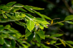 Englerodaphne ovalifolia