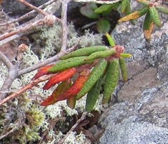 Rhododendron tomentosum