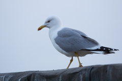 Larus michahellis