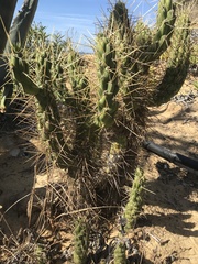 Austrocylindropuntia subulata