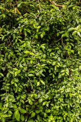 Erythrococca berberidea