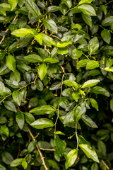 Erythrococca berberidea