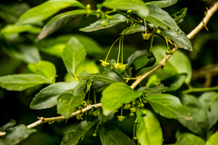 Erythrococca berberidea