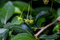 Erythrococca berberidea