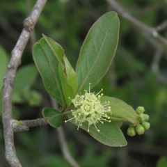 Terminalia australis