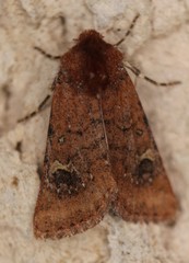 Eucoptocnemis fimbriaris
