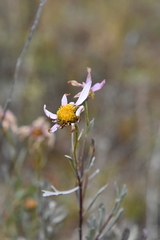 Chrysanthemum sinuatum
