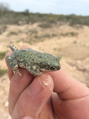 Anaxyrus debilis