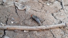 Sarcophagidae