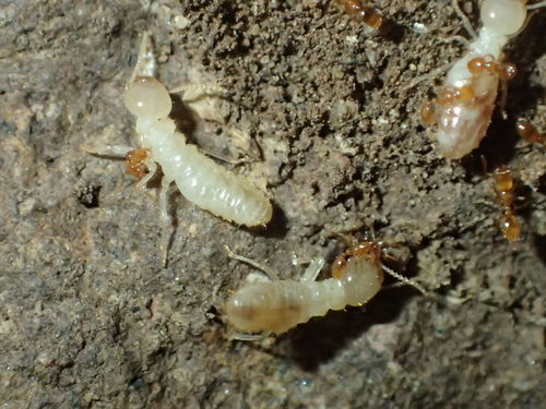 iNaturalist observation photo of Molesta-group Thief Ants