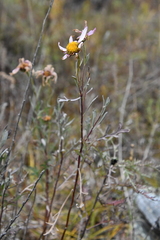 Chrysanthemum sinuatum