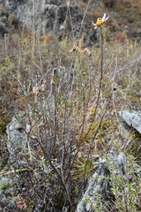Chrysanthemum sinuatum