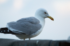 Larus michahellis