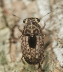 Corrhecerini