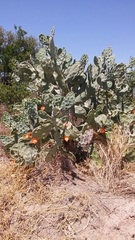 Opuntia quimilo