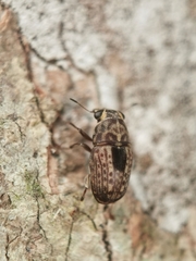 Corrhecerini