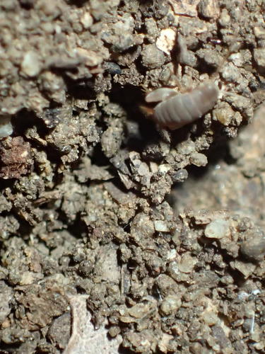 iNaturalist observation photo of West Coast Ant Cricket