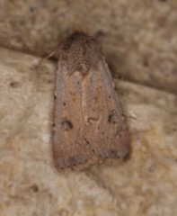 Agrotis vetusta