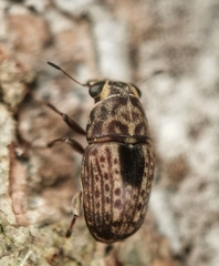 Corrhecerini