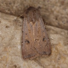 Agrotis vetusta