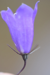 Campanula martinii