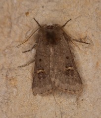 Eucoptocnemis fimbriaris