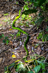 Dendroaspis angusticeps