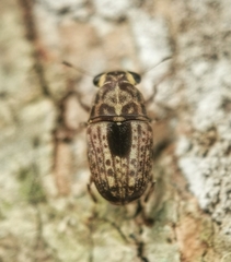 Corrhecerini