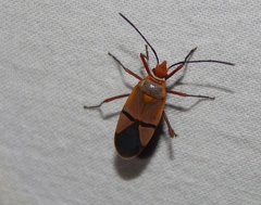 Dysdercus intermedius