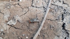 Sarcophagidae
